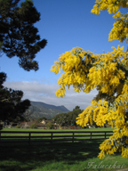 real estate, real estate broker, CAR, MCAR, monterey bay real estate, photography, web design, art, buy a home, sell a home